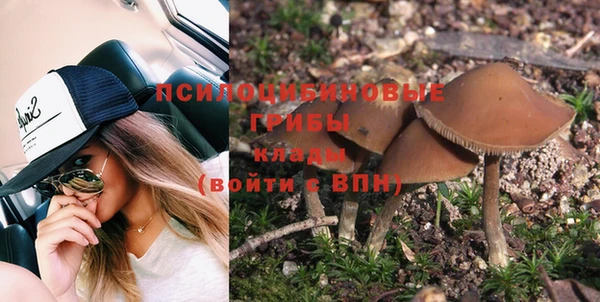 прущие грибы Моршанск