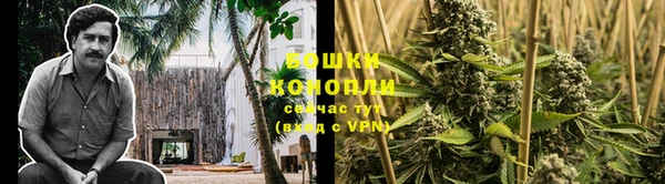 прущие грибы Ростов